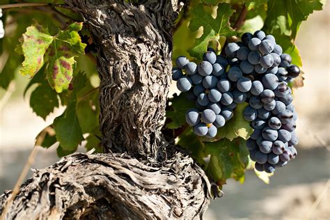 Les Grands Cépages De Vins Rouges Cultivés En France Et Leurs