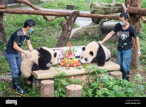 Chongqing zoo pandas in china hi-res stock photography and images - Alamy
