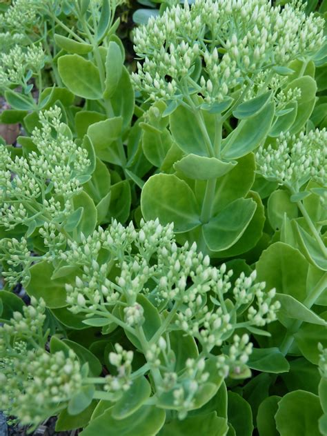 Sedum Succulents Sedum Plants Succulents