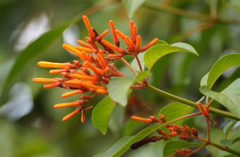 We did not find results for: 15 Florida Drought-Tolerant Plants (Photos) - Garden ...