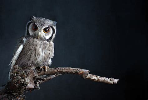 Owl Sitting On A Branch Photograph By Zena Holloway