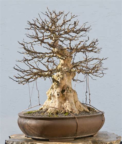 In this first of two blog post i will share two methods which will assist you in developing better deciduous trees in less time than many of the. Walter Pall Bonsai Adventures: Trident maple #9 second wiring