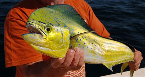 Exclusive fishing tips from the pros you can't find anywhere else. Show Me The Mahi! | On The Water