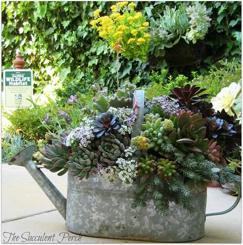 This Is Awesome Succulents Planting Succulents Succulent Gardening