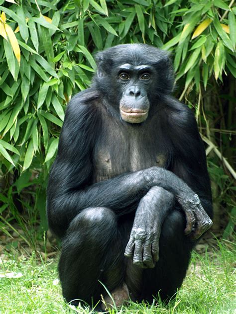 Mike dillon and the malletmen. Bonobo - ZooChat