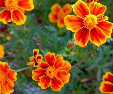 Orange Flowers Free Stock Photo Public Domain Pictures