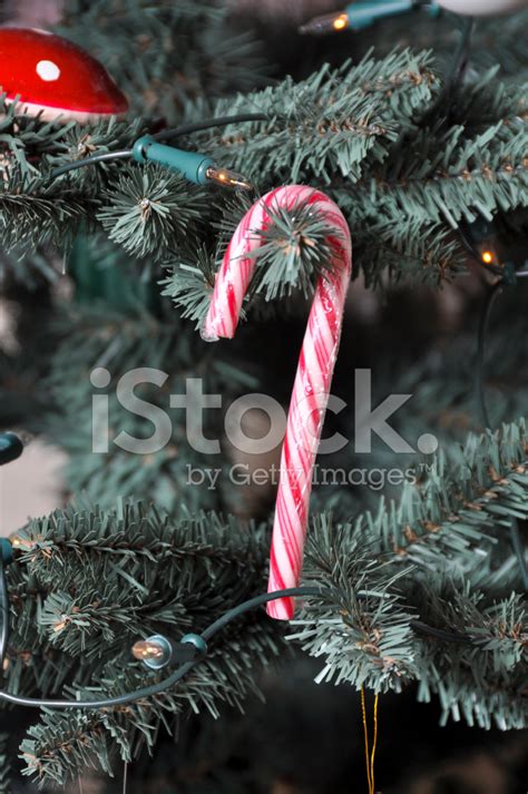 Christmas Tree With Candy Canes Stock Photo Royalty Free Freeimages