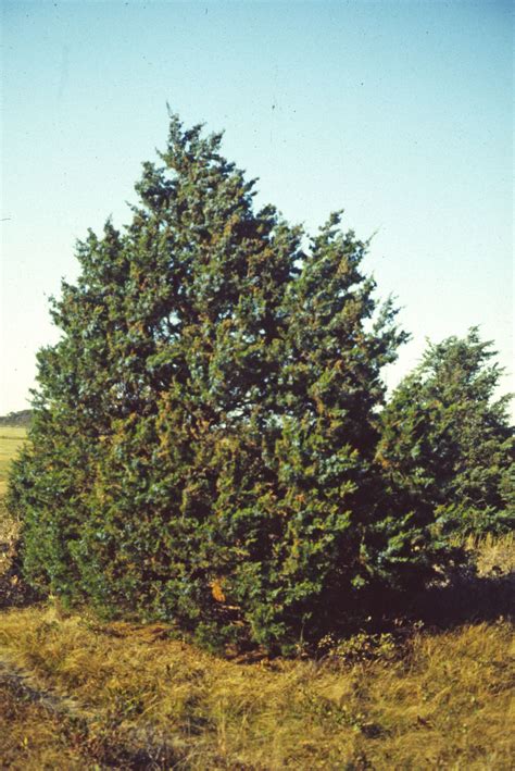 Juniperus Virginiana Eastern Redcedar Mount Auburn Cemetery