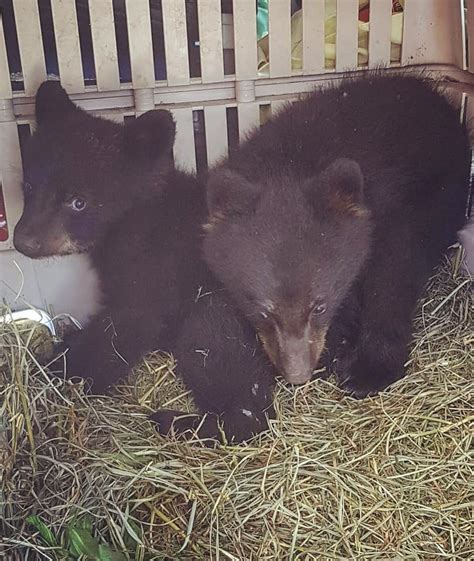 Two Orphaned Bear Cubs Rescued Outside Of Revelstoke Revelstoke Current