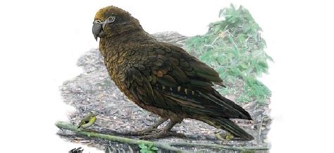 The heracles inexpectatus was the biggest parrot ever and lived in new zealand 19 million years ago. Heracles inexpectatus, Spesies Burung Nuri Setinggi 1 ...