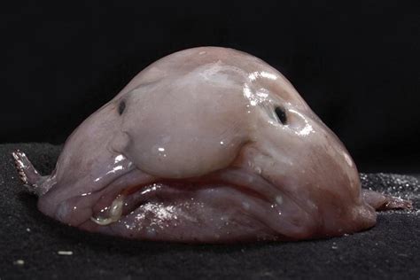 A blobfish doesn't have a skeleton or muscles. While You Were Sleeping, Australia's Blobfish Made It Into ...