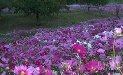 Field Of Flowers Along The Highway Photograph By Donna Brown Pixels
