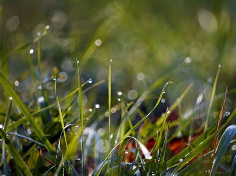 Free Images Water Nature Branch Light Lawn Meadow Sunlight