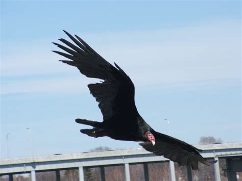 The complete analysis of baltimore orioles vs boston red sox with actual predictions and previews. Operation Starling: Bird Sightings: My Life List