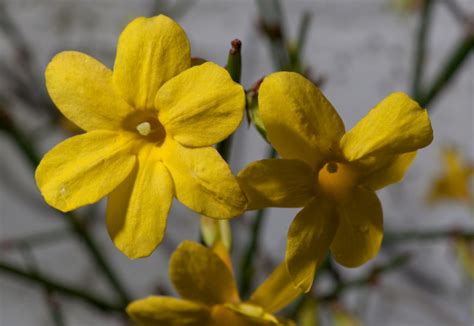 Jasmine is a flowery shrub containing white or yellow flowers. Winter jasmine - tips and guidance for the best possible care