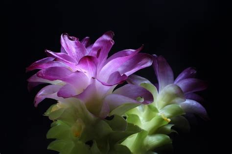 Premium Photo Beautiful Purple Of Turmeric Flower Turmeric Is A