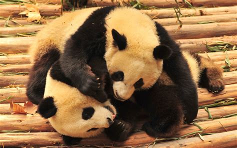 Panda Pandas Baer Bears Baby Cute 40 Wallpapers Hd Desktop And