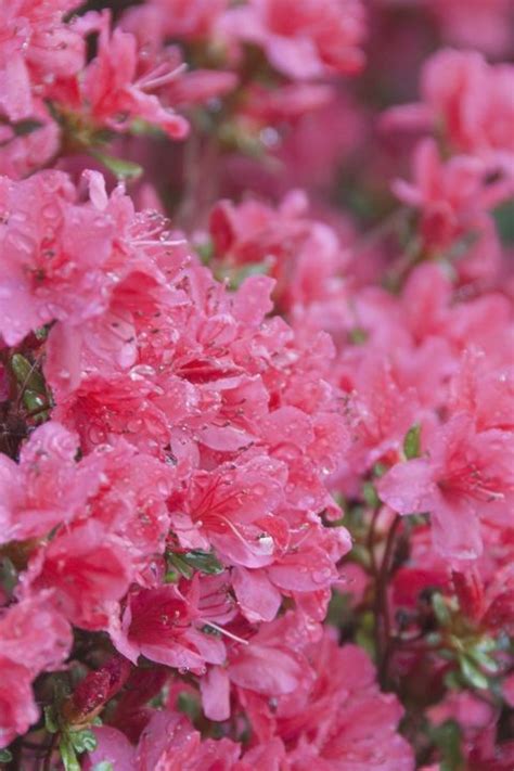 We've collected pictures of many types of fresh flowers to help you identify some of your favorites. 60 Best Types of Flowers - Pretty Pictures of Garden Flowers