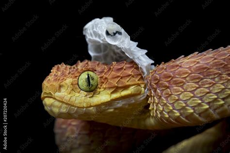 Venomous Male Bush Viper (Atheris squamigera) Snake Shedding his Skin