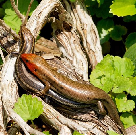 Maryland Biodiversity Project Common Five Lined Skink Plestiodon