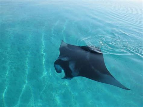 Giant Manta Ray Sighted In The Bay Video