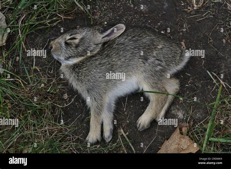 A Dead Bunny In The Grass Stock Photo Alamy
