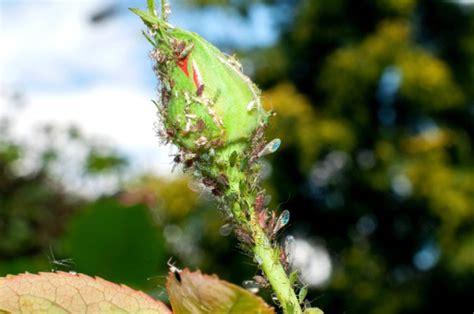 Aphids these can affect both your vegetable plots and the plants in your greenhouse. Homemade Aphid Spray Recipes | ThriftyFun
