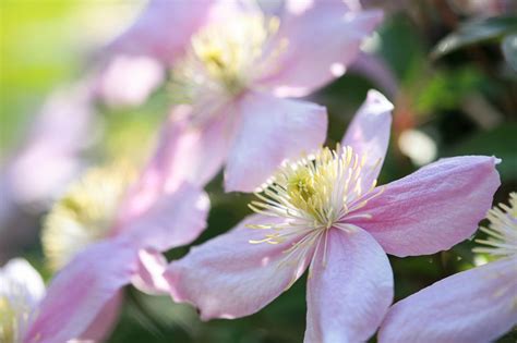 Clematis Montana Fragrant Spring Montana Group