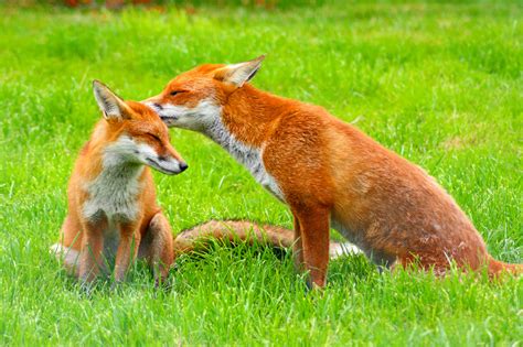 The Red Fox Vulpes Vulpes Parents Alliance Of Prince