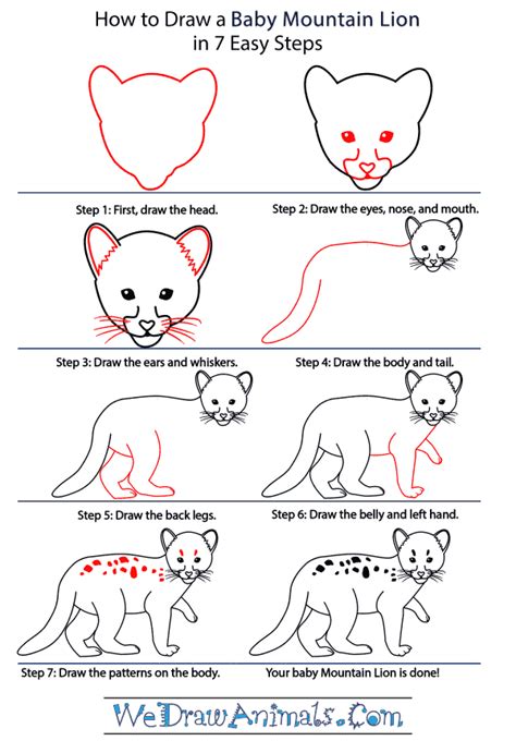 How To Draw A Baby Mountain Lion