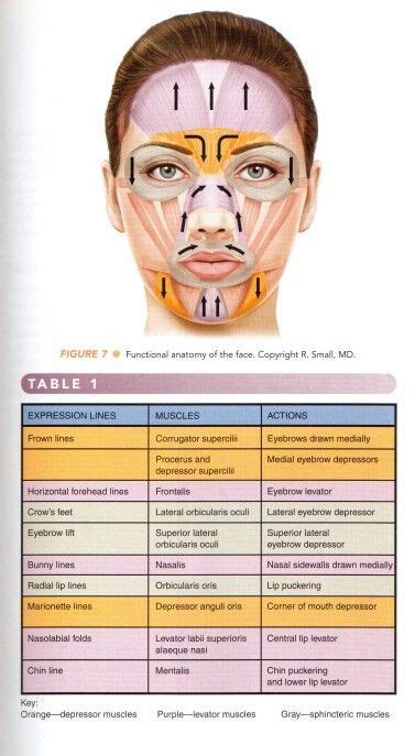 Facial Muscles Anatomy Skin Anatomy Facial Fillers Botox Fillers
