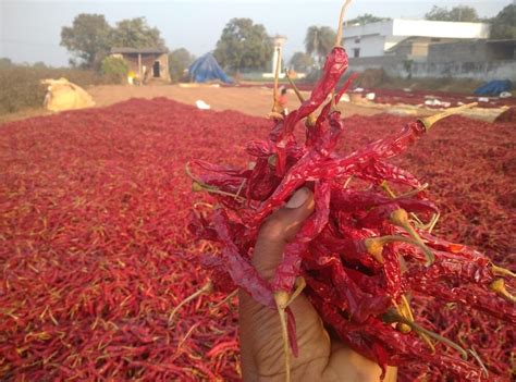 Guntur Stem Dry Red Chillies 25 Kg At Rs 130kg In Hyderabad Id