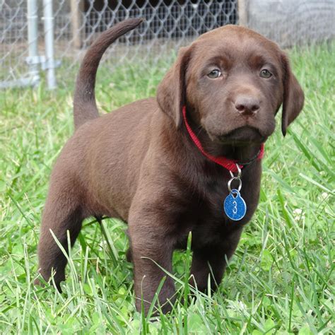 Their coat can be very stiff and shiny if they inherit most of its physical appearance from its parent pitbull. Black & Chocolate Lab Puppies For Sale!