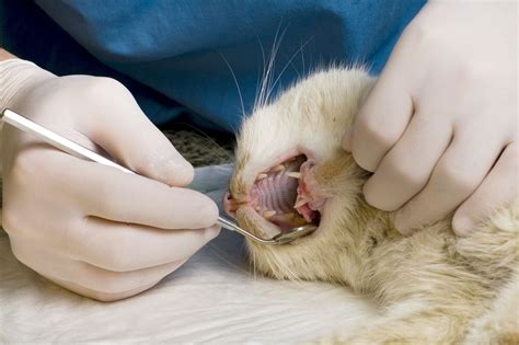 Common Cat Dental Problems And How To Deal With Them Guide Edm Chicago