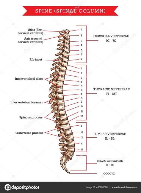 Human Spine Bones Anatomy Vector Sketch Skeleton Backbone Vertebral