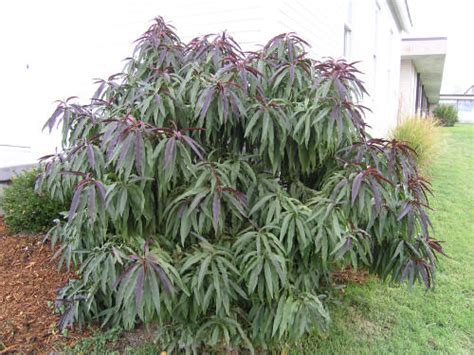 Each spring, before the leaves appear, this charming shrub is garlanded with rich pink flowers. Bonfire Flowering Peach