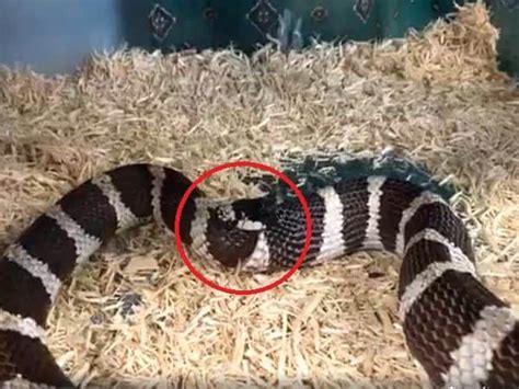 8 Main Reasons Why Snakes Eat Themselves (2022)
