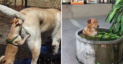 30 Wtf Dog Photos That Make No Sense At All