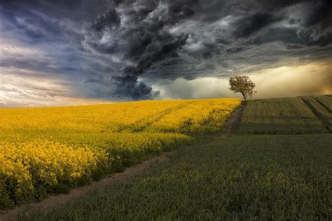 field, Canola, Corn, Storm, Clouds, Tree Wallpapers HD ...