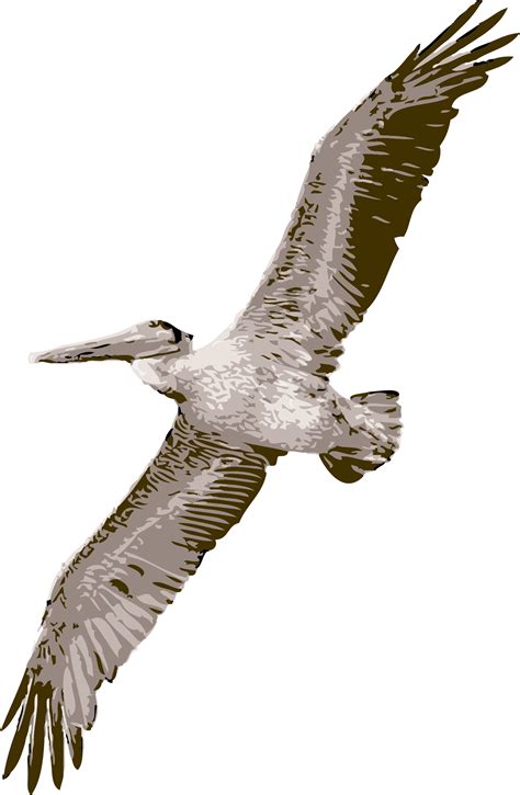 Falcon Clipart Soaring Falcon Soaring Transparent Free For Download On