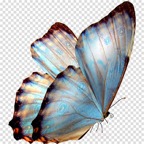 Pretty butterfly with transparent wings. Butterfly, Wing, transparent png image & clipart free download