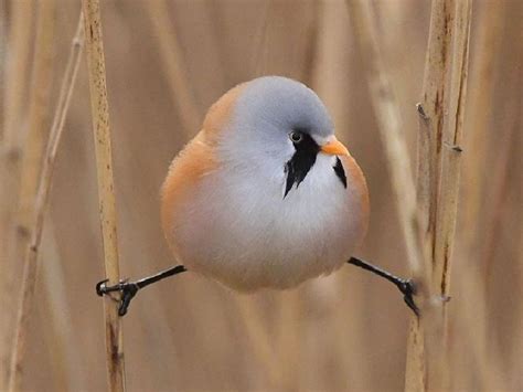 11 Birds That Are So Round Theyll Roll Straight Into Your Heart