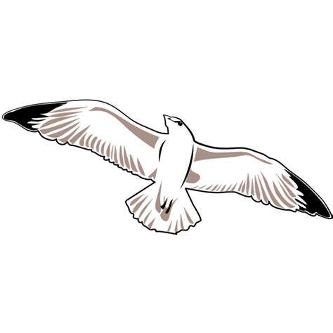 Seagull Vector Image Free Svg