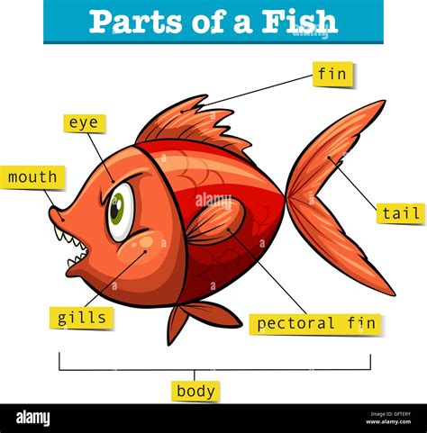 Fish Anatomy Diagram For Kids