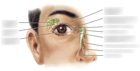 Lacrimal Apparatus Diagram Quizlet