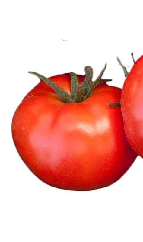 Goliath Giant Early Bush Hybrid Tomato Vffn Seeds — Seeds N Such