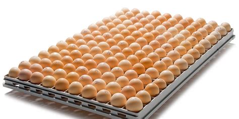 Smarttray™ 150 Incubation Royal Pas Reform Integrated Hatchery Solutions