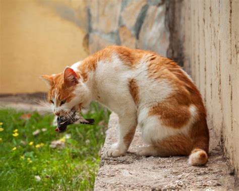 Cat Eating Bird Stock Photos Pictures And Royalty Free Images Istock