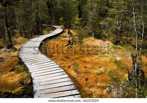 Winding Forest Wooden Path Walkway Through Stock Photo 66223024