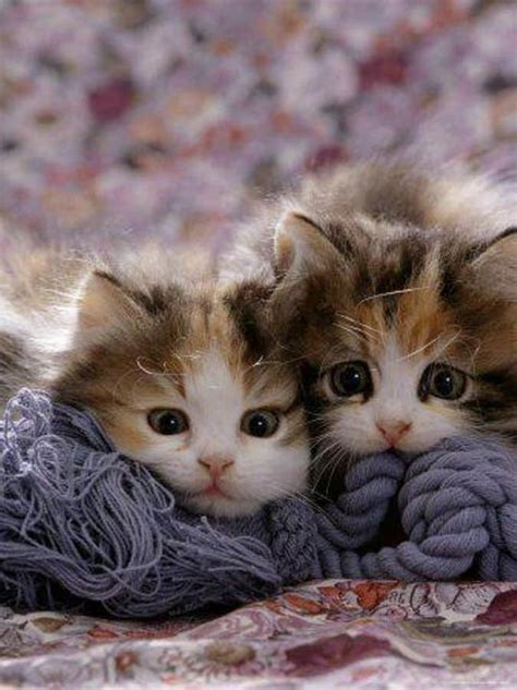 Knitty Kitties Why Cant They Stay This Little And Good Little